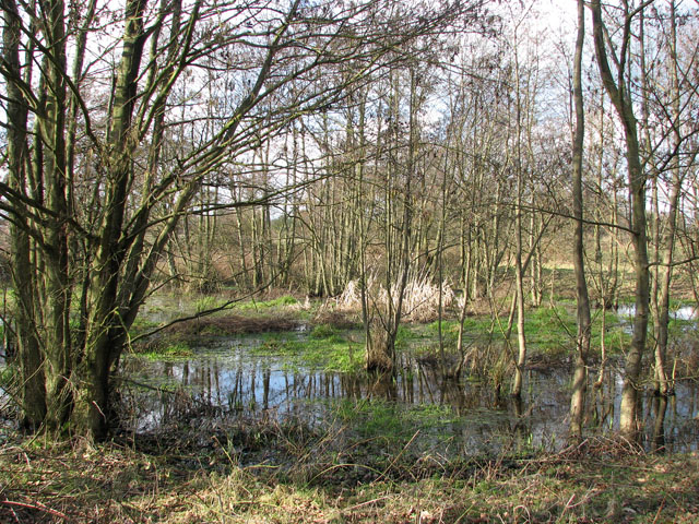 Death in a Shallow Pond